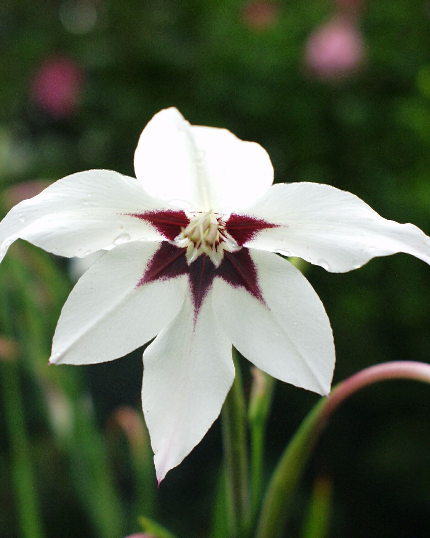 Gladiolus Callianthus